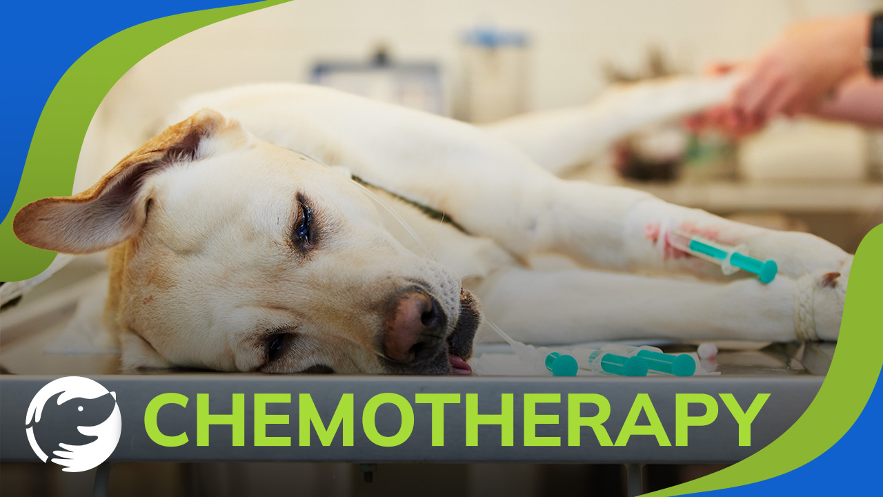 Which Dog Cancers are Best Treated with Chemotherapy