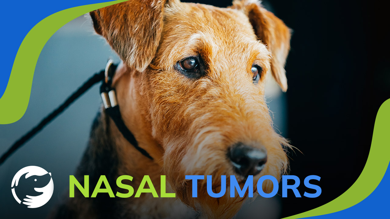 Nasal Tumors - What You Need to Know About Your Dog's Cancer