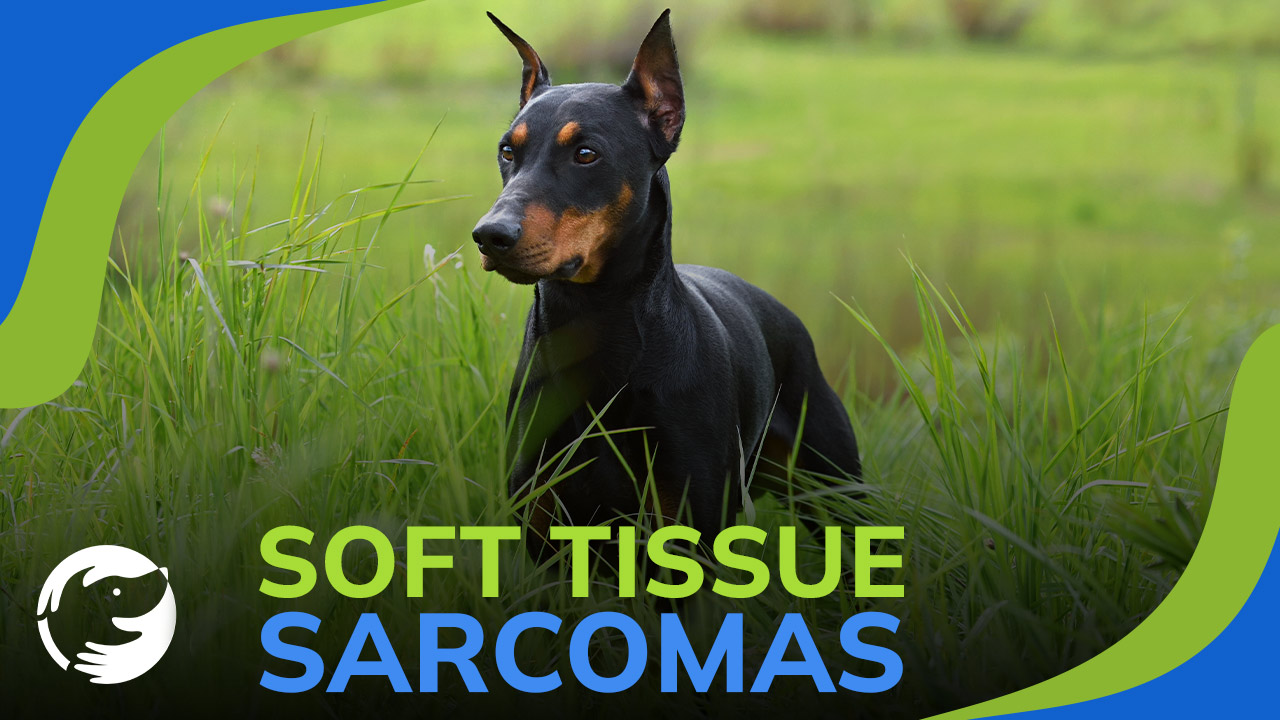 soft tissue sarcoma dog