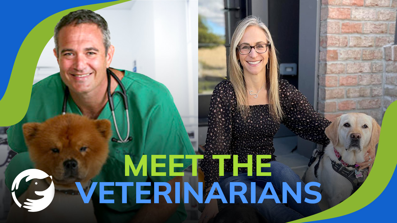 Welcome To Dog Cancer Answers Meet The Veterinarians   DCA Video Covers Meet Dog Cancer Vets 2.01 