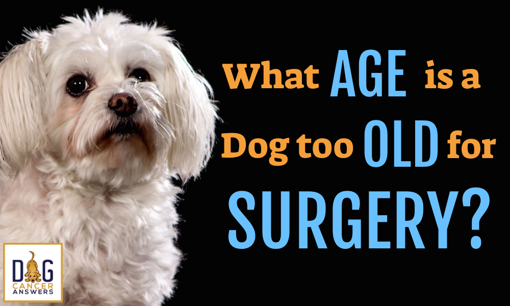 What Age Is a Dog Too Old for Surgery? │ Dr. Nancy Reese Q&A