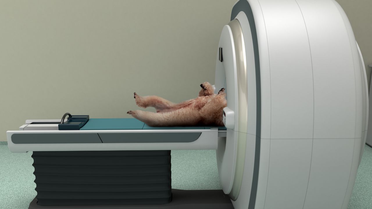 Price Of Ct Scan For Dogs Veterinary Ct Scans › Triple Dog Film