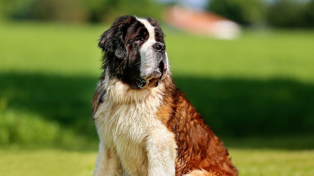 how-does-fibrosarcoma-affect-dogs