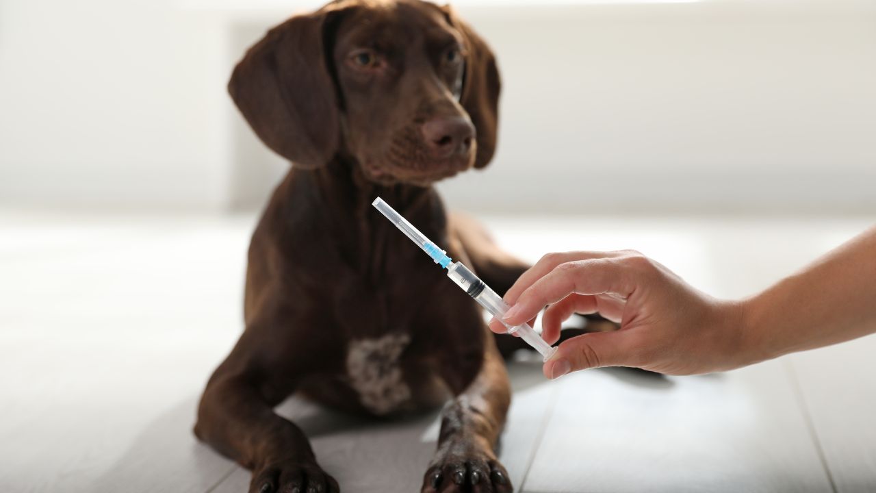 Hormone therapy sales for dogs