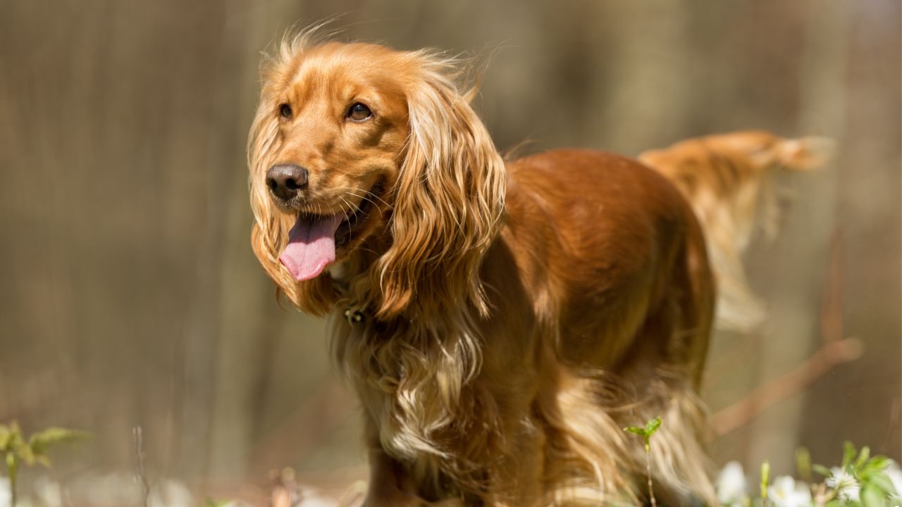 mammary-tumors-in-dogs