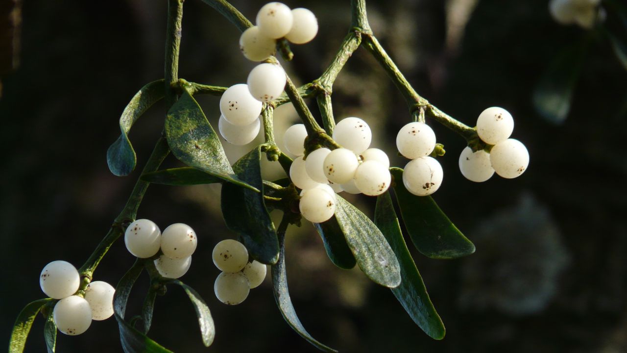 Is mistletoe store poisonous to dogs