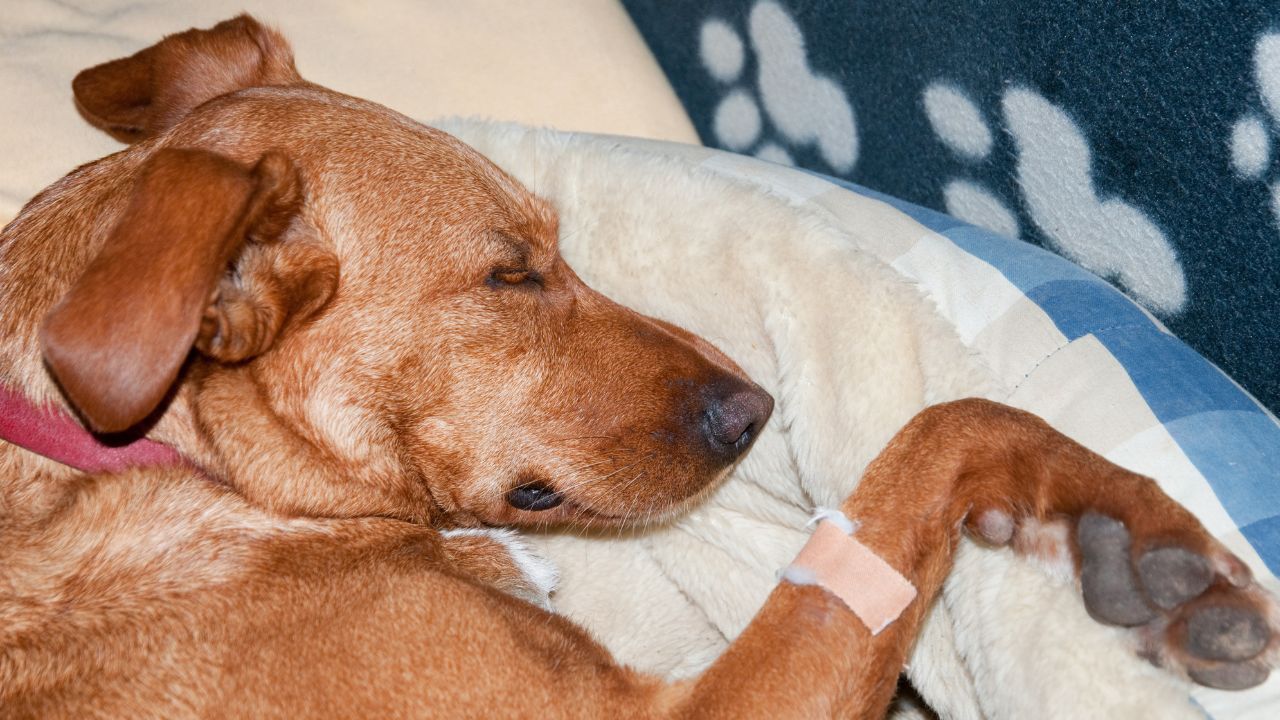 Bone Marrow Suppression in Dogs