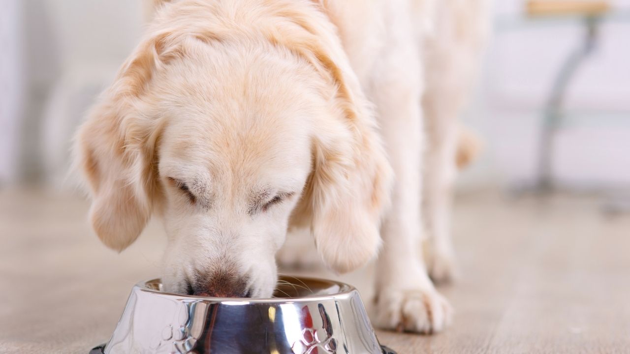 Diabetic dog not top eating