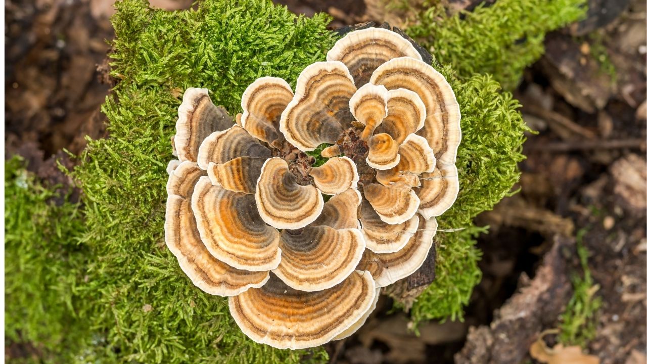 Coriolus versicolor on sale mushroom for dogs