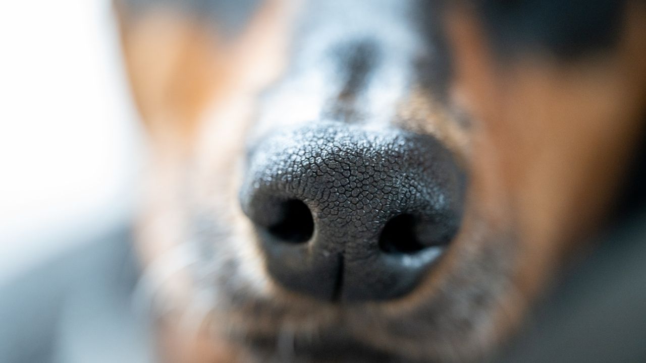 Squamous Cell Carcinoma Dog Nose