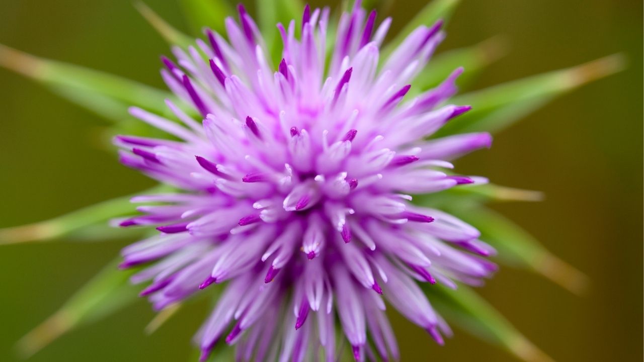 milk-thistle-for-dogs-silymarin