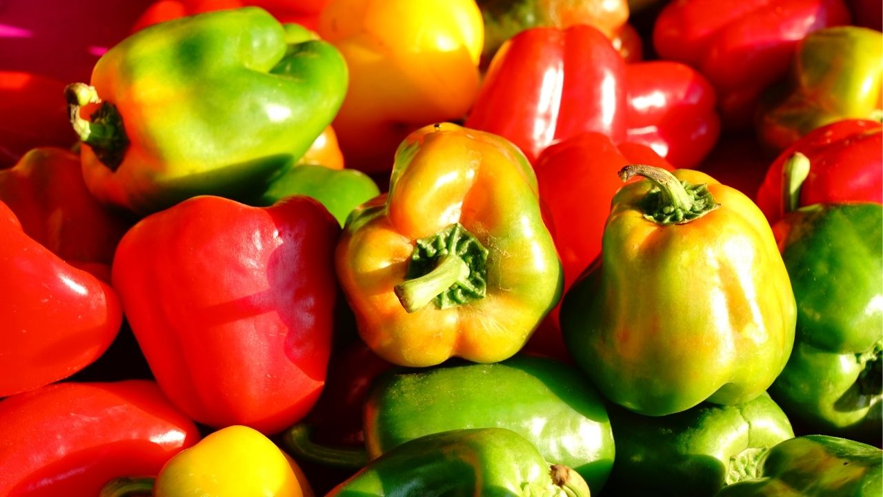 Bell peppers clearance bad for dogs