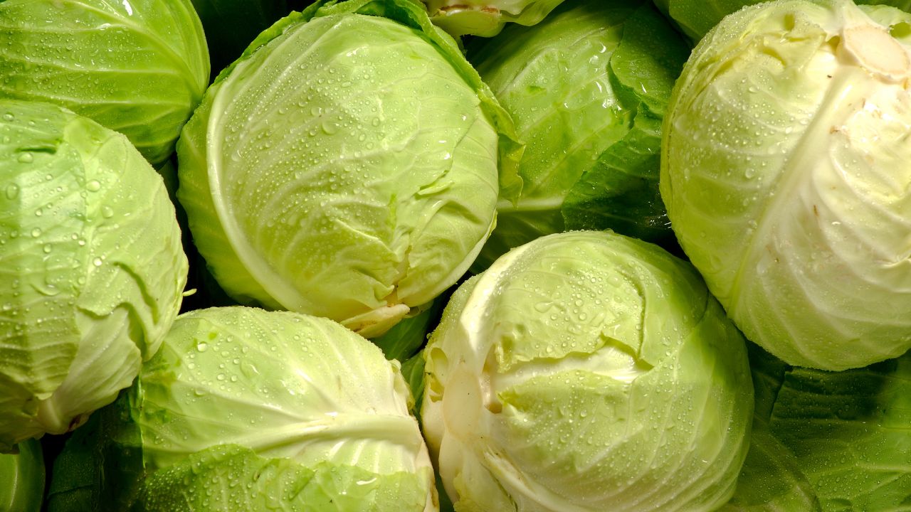 Is raw cabbage good for dogs best sale