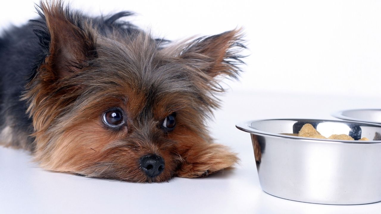 What to feed a dog with cancer and no appetite sale