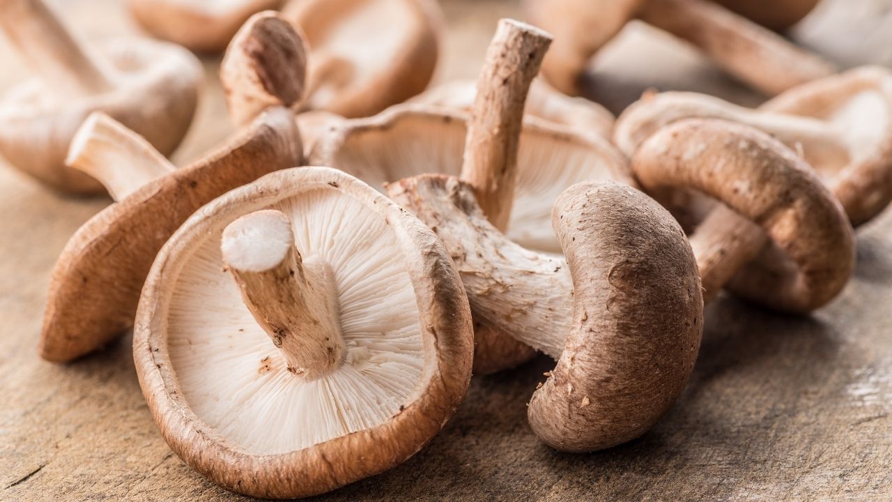 Shiitake Mushrooms for Dogs