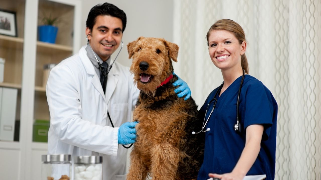 Holistic 2024 dog vet