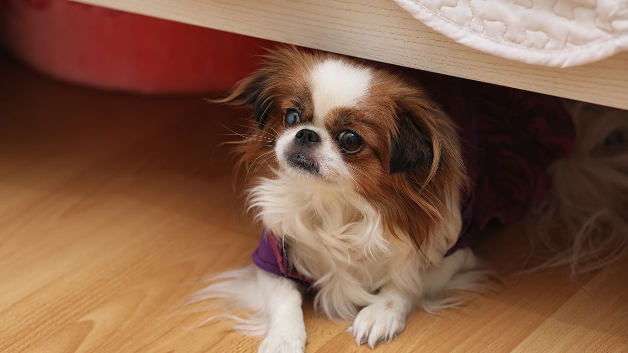 Sardines for shop dogs with cancer