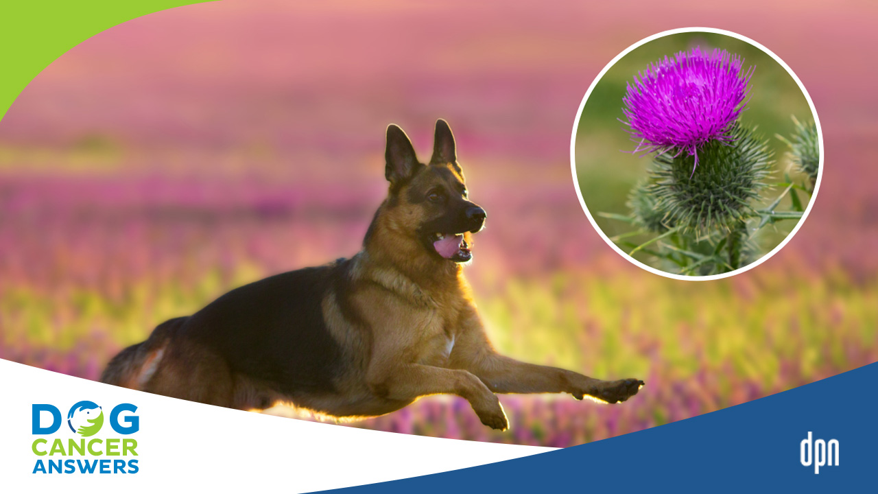 Milk thistle for outlet dogs with liver cancer