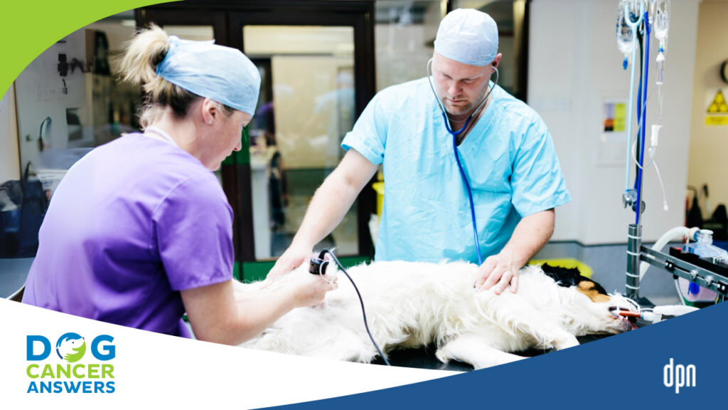 Dog Surgery Day! Essential Tips for Dog Owners with Kate Basedow, LVT