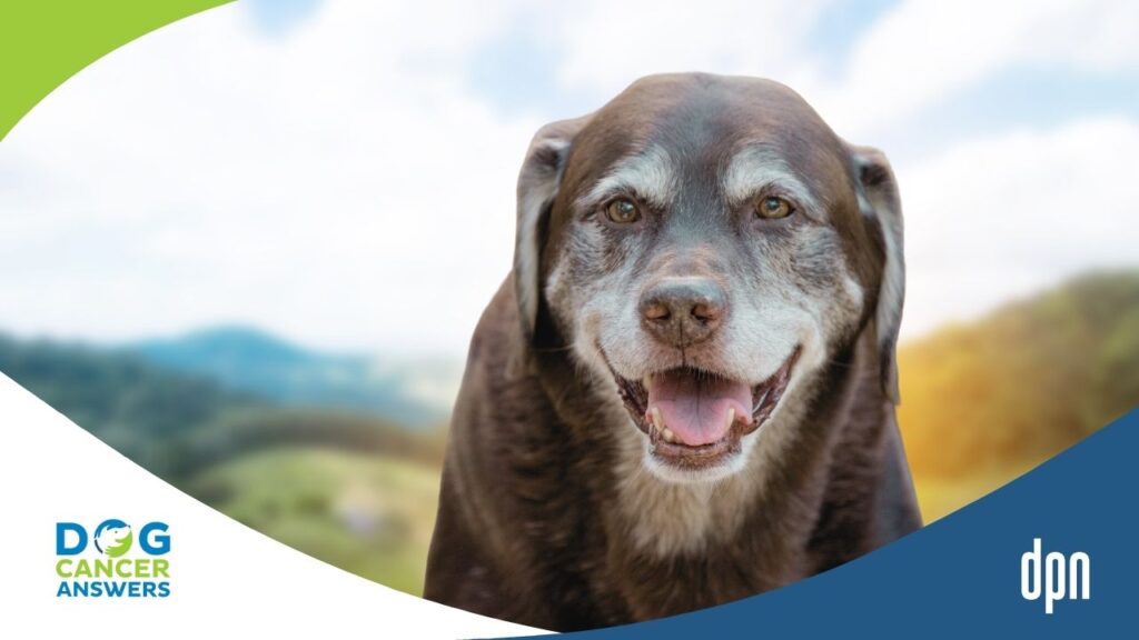 Old Dog Care Tips to Prevent Silent Suffering