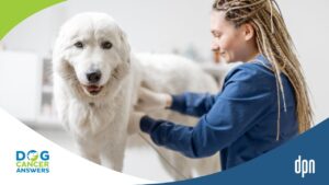 How Much Does Ultrasound for Dogs Cost and Other Answers with Dr. Adrienne Anderson