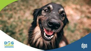 Make Your Dog Happier Today! Stress-Busting Tips for Dogs with and Without Cancer with Kate Basedow