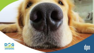 Why Is My Dog's Nose Bleeding What to Do and When to Go the ER with Dr. Brooke Britton