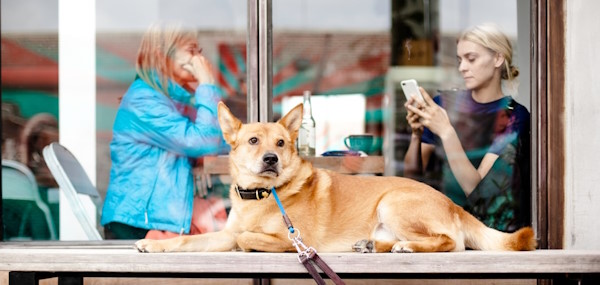 dog in front of people in cafe